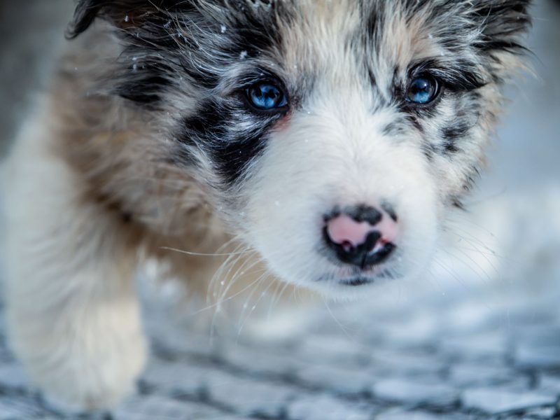 Cold Dog