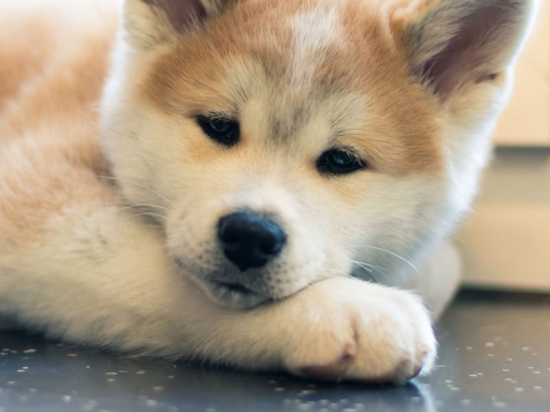 Yuki